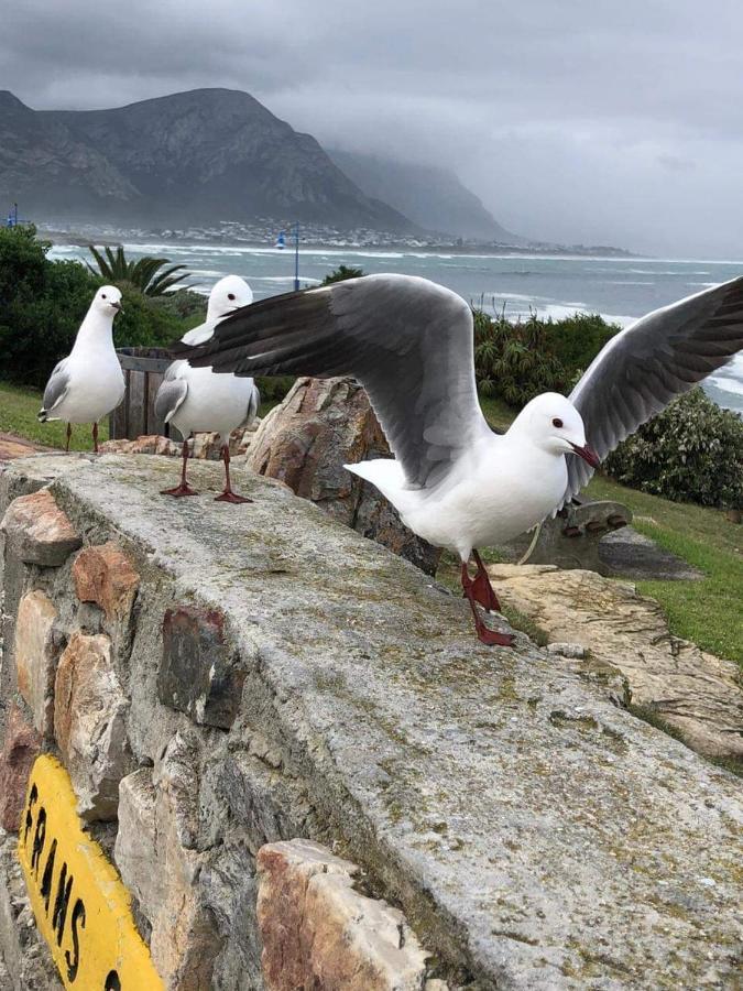 The Sun, Whales & Waves - Seafront Apartment Hermanus Exterior foto