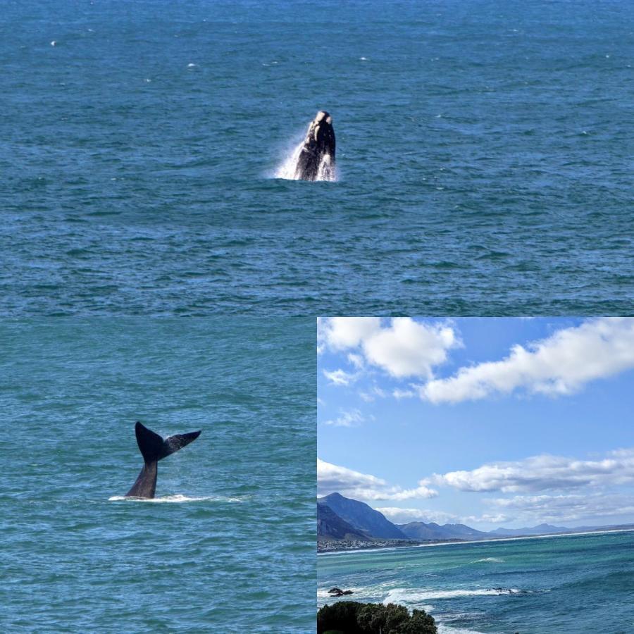 The Sun, Whales & Waves - Seafront Apartment Hermanus Exterior foto